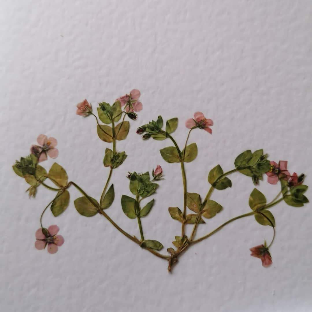 Cards (CARDS)